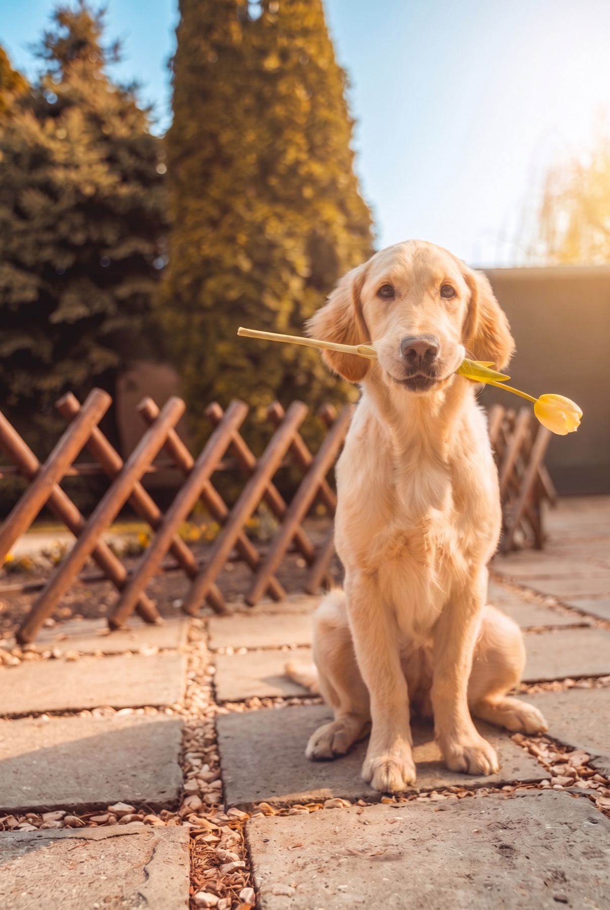 Calm, well-trained Golden Retriever sitting patiently — force-free training with Heeling Dogs, Melbourne