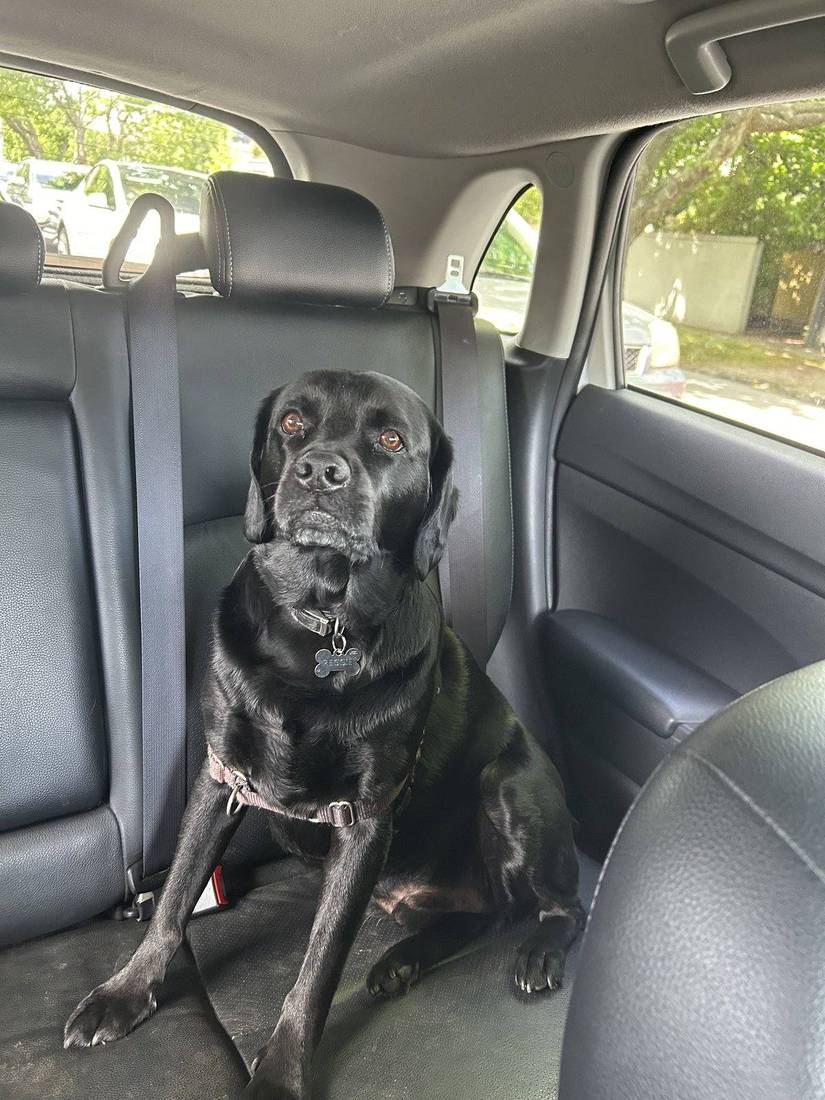 Archie the black Labrador after recall training with Heeling Dogs