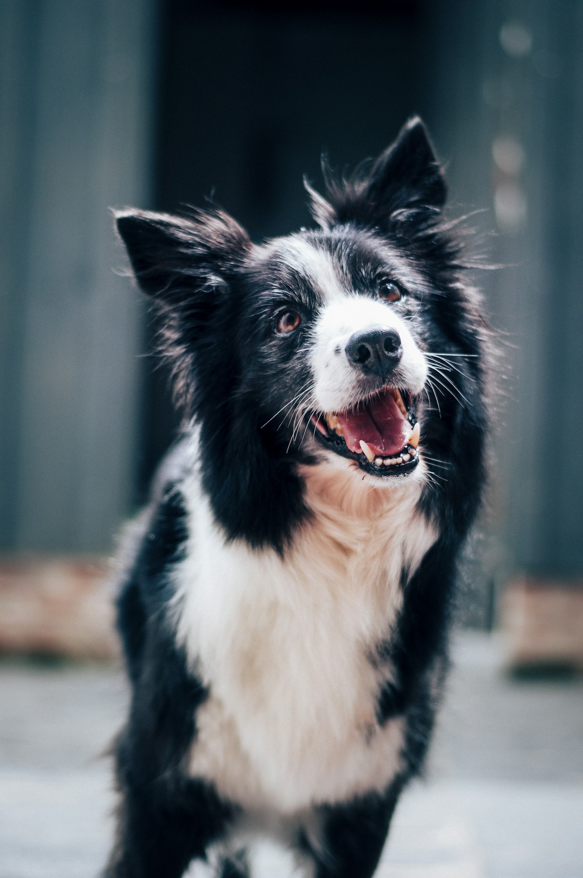 Dog during a 1-on-1 behaviour coaching session with Heeling Dogs