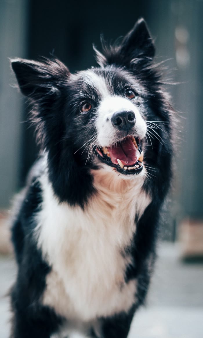 Dog during a 1-on-1 behaviour coaching session with Heeling Dogs